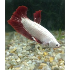 Kampfisk Halfmoon Red dragon plakat han